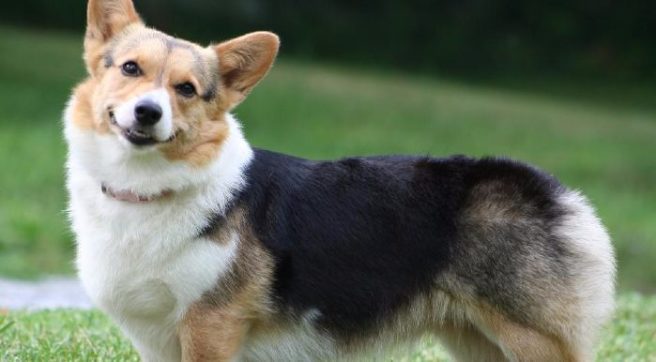 The Queen adopted a new pup called Whisper and we’re in love