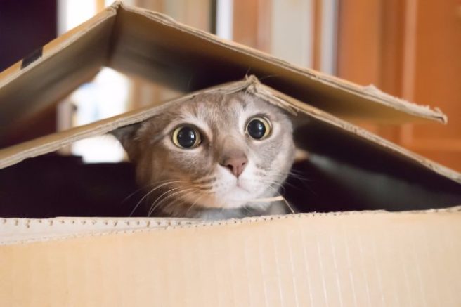 ISPCA needs to re-home 100 cats, and this is where YOU come in