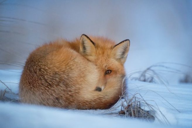 Norway announces total ban on fur farms – all to be closed by 2025