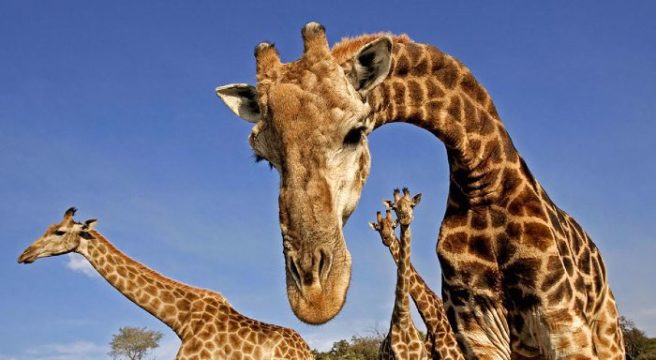 Conservationists claiming that GIRAFFES are facing extinction