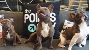 This company needs someone to Instagram dogs all summer