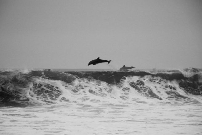 Coming up Trump: heroes help stranded dolphin in Co Clare