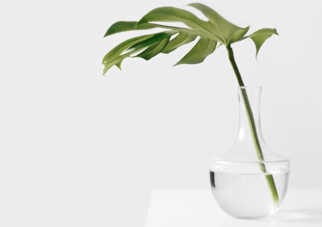 Plantstagram! 5 ways to take better care of your precious indoor plants