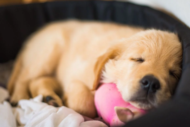Study shows doggos lie awake at night pondering their problems